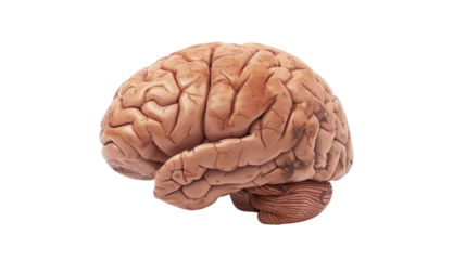 Human brain, transparent background PNG