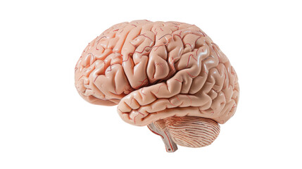 Obraz premium Human brain, transparent background PNG