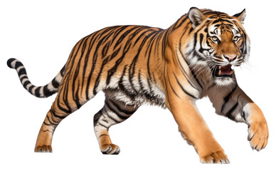 Fototapeta premium PNG Jumping tiger wildlife animal mammal.