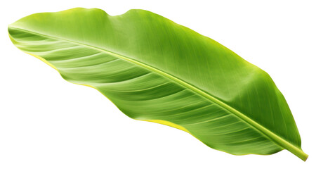 PNG Banana leaf plant green white background.