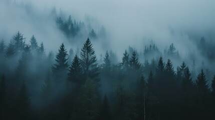 Moody forest with fog and misty
