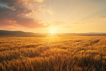 Obraz premium Golden wheat field at sunset with beautiful sky and horizon. Tranquil rural landscape showcasing nature's beauty and serenity.