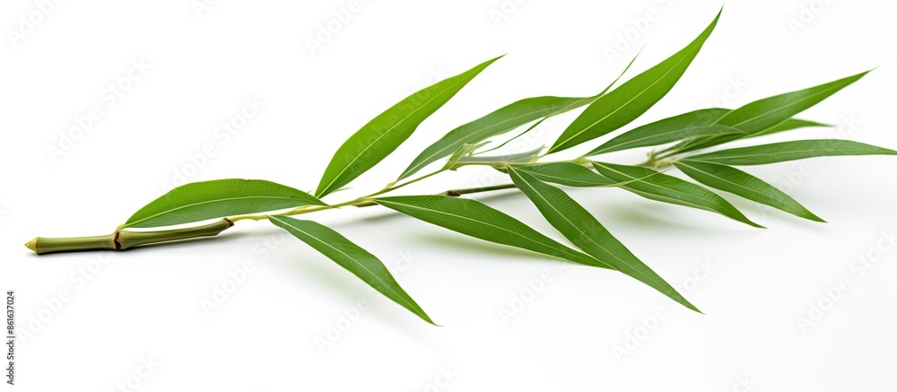Aufkleber isolated bamboo leaf on white background to focus on the subject with copy space image.