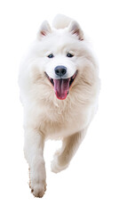 Full body shot of Samoyed dog, running happily, smiling.