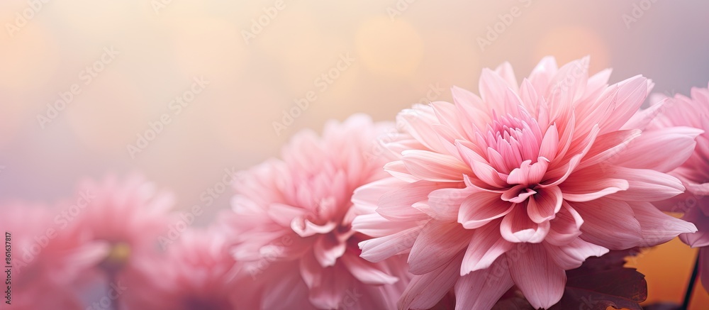 Aufkleber close-up image of a pink chrysanthemum during autumn with copy space image.