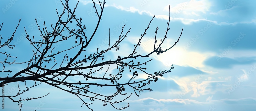 Poster silhouetted branches against a sky background with copy space image.