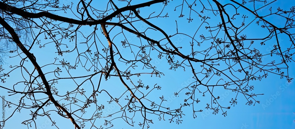 Poster silhouetted branches against a sky background with copy space image.