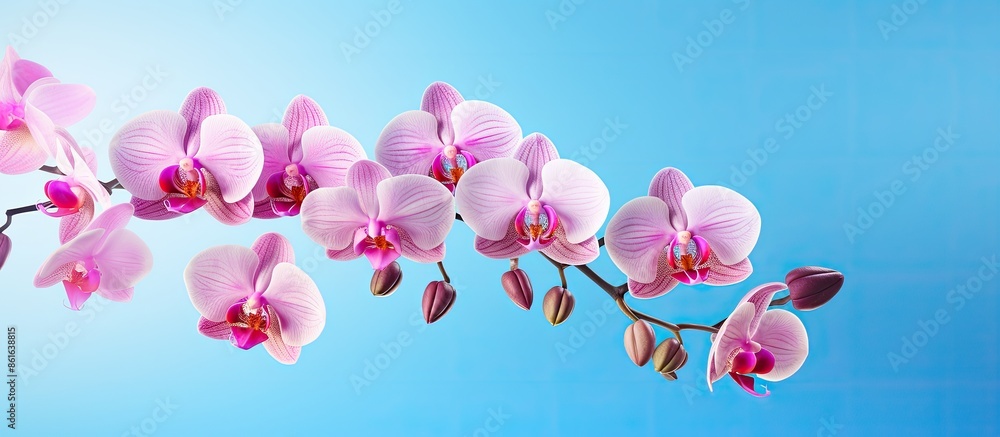 Aufkleber a pink phalaenopsis or moth dendrobium orchid flower is isolated in a tropical garden on a blue back
