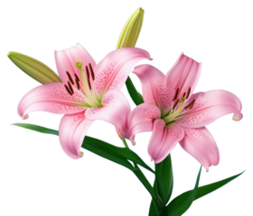 PNG Two pink lily blossom flower plant.