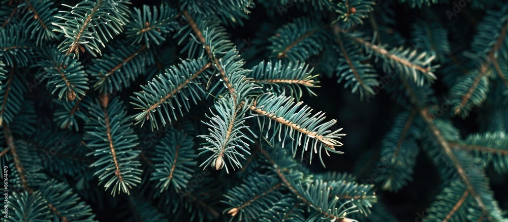 Poster Green spruce branches create a beautiful backdrop with a close-up view perfect for incorporating a copy space image.