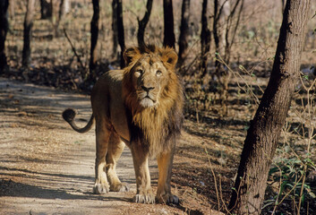 Asiatic lion