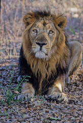 Asiatic lion