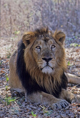 Asiatic lion