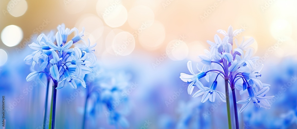 Poster selective focus on a blooming siberian squill (scilla siberica) with a shallow depth of field. the i
