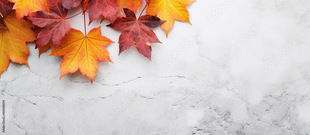 Poster Colorful autumn background with fall red grape leaf on the left side of a light gray stone background, providing copy space for your text or design.