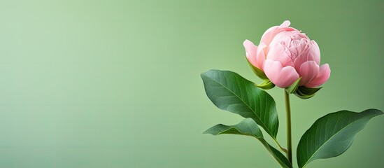 Fototapeta premium Peony bud in pink hue against lush green backdrop with room for text or image integration, commonly known as copy space image.
