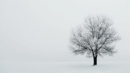 Solitary Tree in Snowy Winter Landscape