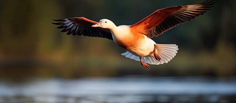 A Ruddy shelduck in flight during the morning, set against a copy space image.