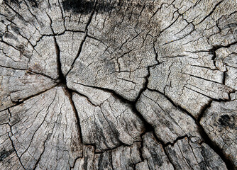 close up the surface wood background, wallpaper.Background of wood texture