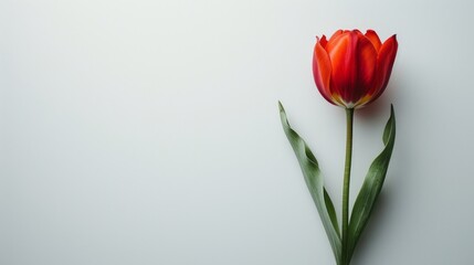 Single Red Tulip on White Background