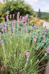 Beautiful lavender flowers, close up of purple lavender flowers blooming. Landscape design. Selective focus. Vertical photo