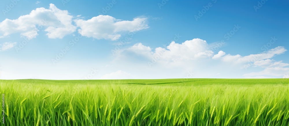 Poster scenic green barley field with a blank area for text or images - copy space image.
