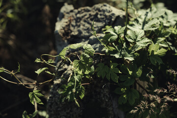 great stone on which wild grapes weave