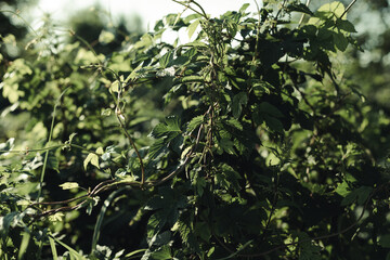 great bush wild grapes growing on the street