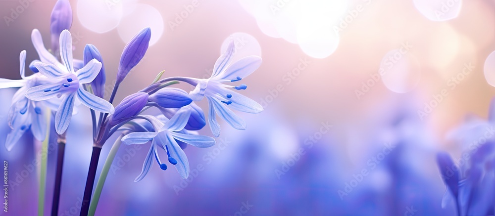 Poster selective focus on a blooming siberian squill (scilla siberica) with a shallow depth of field. the i