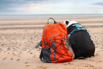 Orange Backpack and Black Dog Sitting on Sandy Beach