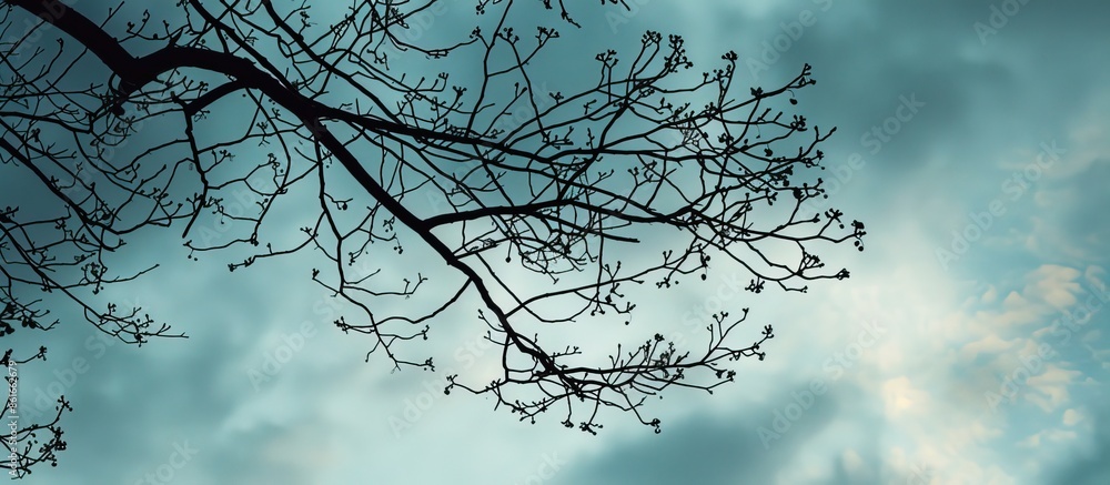 Poster silhouetted branches against a sky background with copy space image.
