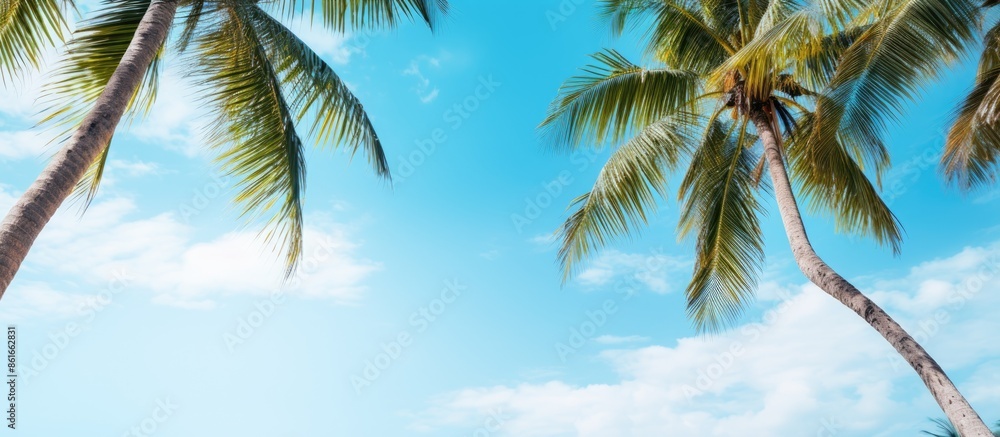 Poster tropical coast scenery with palm and coconut trees against a clear blue sky, creating a summer vibe 