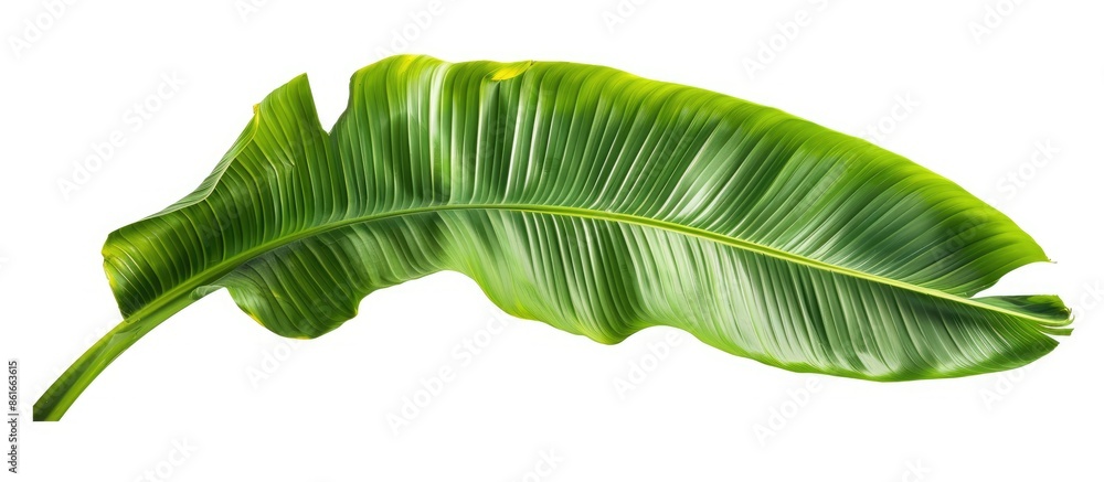 Poster tropical green banana leaf isolated on a white background with a clipping path for design elements. 