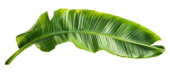 Tropical green banana leaf isolated on a white background with a clipping path for design elements. Perfect for a summer-themed copy space image with an abstract green leaves texture.
