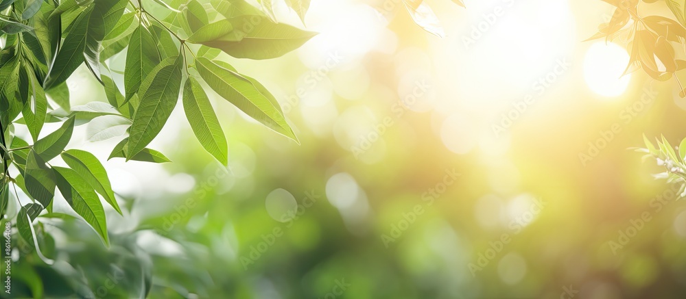 Poster a background featuring blurred foliage and summer sunlight, ideal for text or advertisements with pl