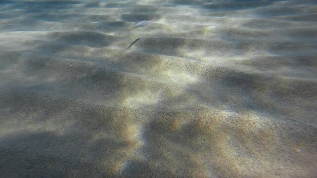 fish hides under the ocean sand