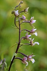 Sumpf-Stendelwurz (Epipactis palustris)