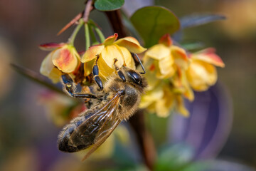 Honey Bee - Apis mellifera capensis, common popular eusocial flying insect native to meadows and...