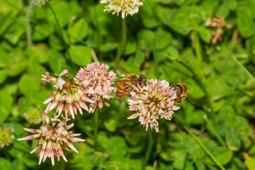Bee on a flower