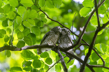 Couple of spotted owlet, Athene brama, help grooming each other at tropical forest habitat for nocturnal bird of prey and wildlife concept