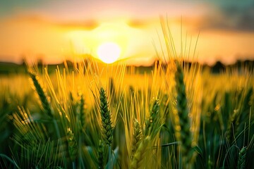 Fototapeta premium Sunset over a golden wheat field, capturing sunlight filtering through the stalks creating a warm, serene, and tranquil rural landscape.