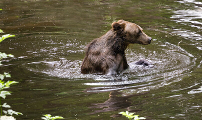 A brown bear is enjoying itself in the water.