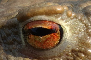 Detail of a frog's eye
