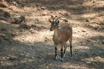 Mountain goat poses for the camera standing on the ground.
