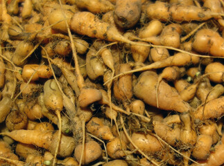 Grown carrots on the balcony