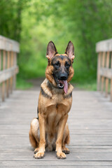black and brown East European Shepherd dog sits on wooden bridge in park with green trees in sunny summer day, dog for for military and guard work, dogwalking concept, vertical photo, copy space