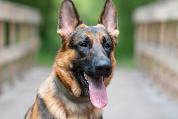 black and brown East European Shepherd dog sits on wooden bridge in park with green trees in sunny summer day, dog for for military and guard work, close-up view of muzzle, dogwalking concept