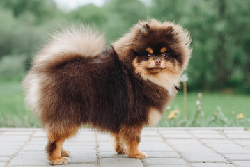 brown and red Pomeranian Spitz dog standing on path in sunny summer day, dwarf dog breed, dogwalking concept