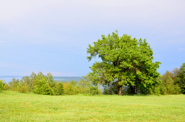 a green lawn with a tree and a sky background copy space 