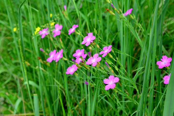 purple carnation flowers in a field with green grass wallpaper 